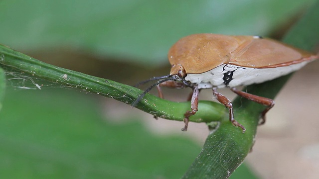 昆虫