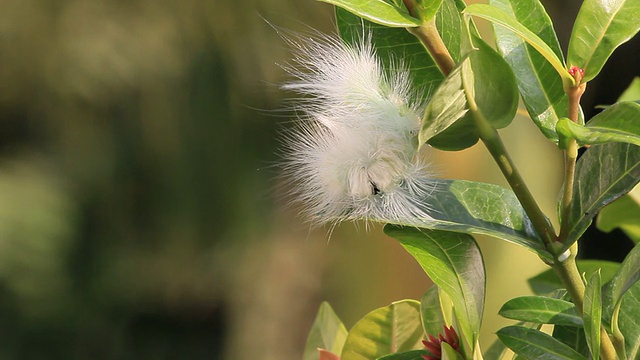 白色的虫子