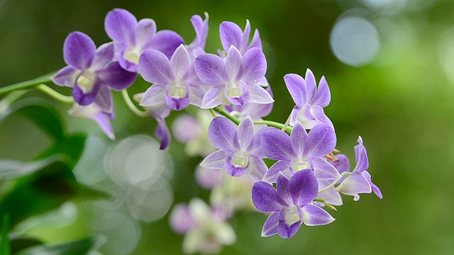 紫色的兰花