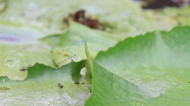 蓝色的蜻蜓