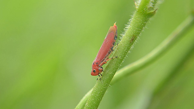 昆虫