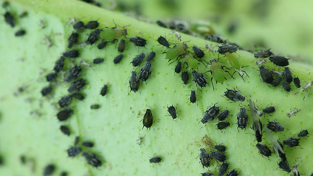 桔子树叶子底部的蚜虫。