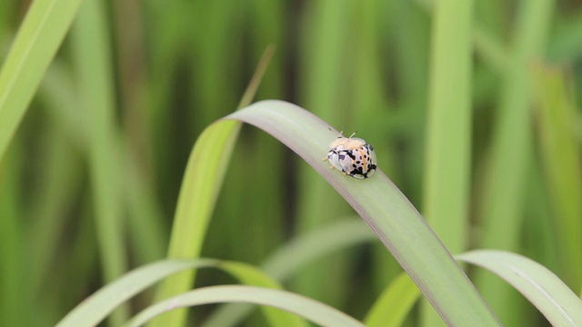 甲虫