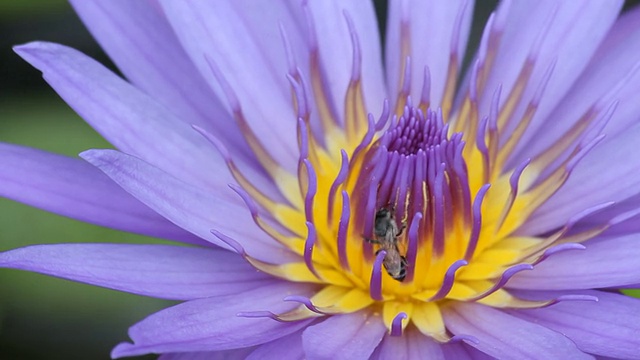 蜜蜂在lotus