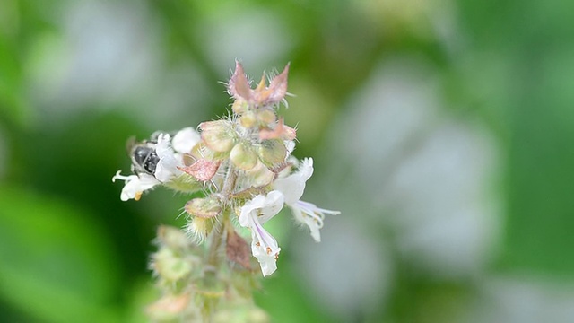 罗勒花和一只蜜蜂