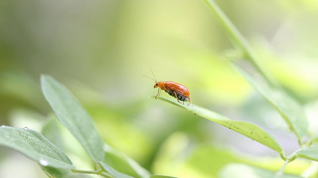 甲虫