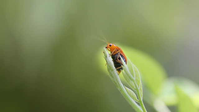 甲虫