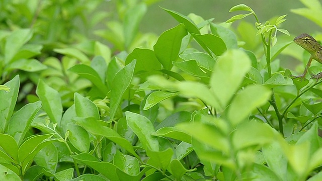 蜥蜴