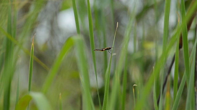 蜻蜓