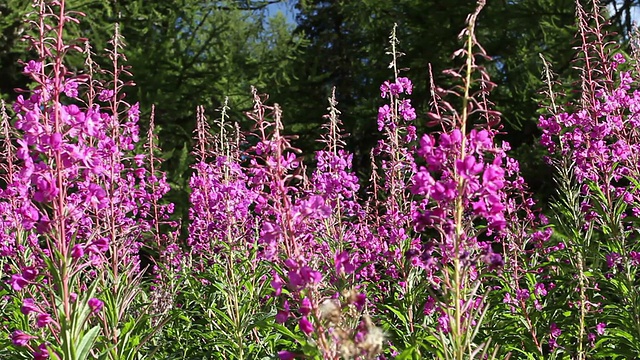 野花，蜜蜂和黄蜂