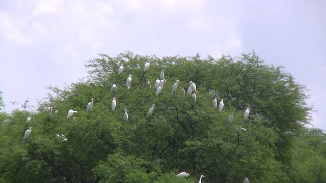湿地