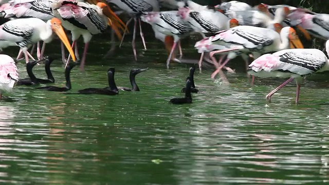 鸟类保护区
