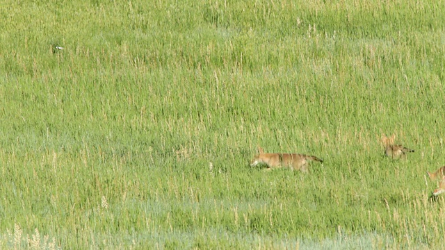 高清视频四郊狼狩猎熊溪湖公园科罗拉多