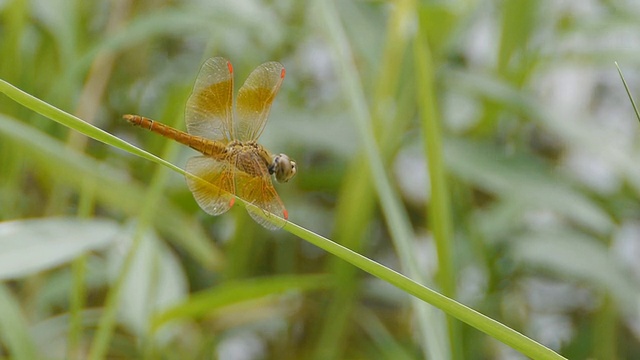 蜻蜓