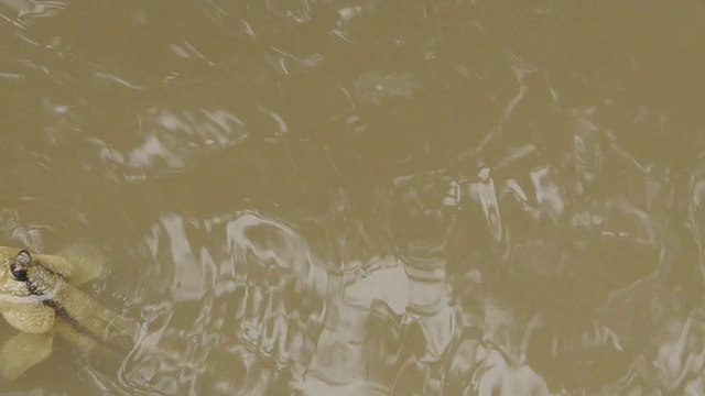 弹涂鱼
