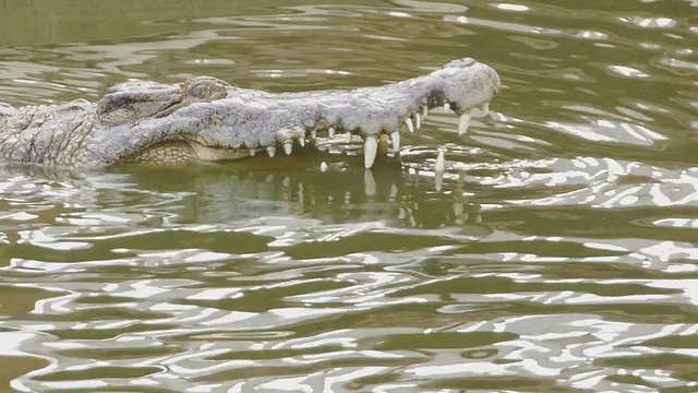 鳄鱼在池塘