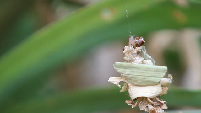 结草虫