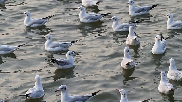 群海鸥