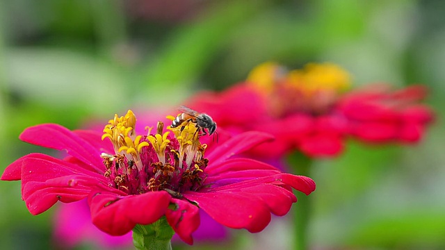 百日菊