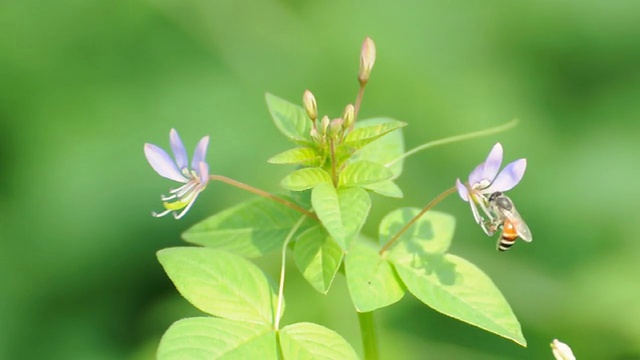 昆虫和鲜花