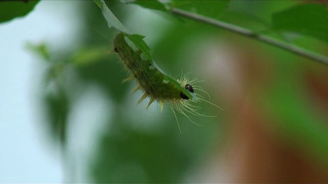 柔软的毛茸茸的毛毛虫倒挂在叶子上享用