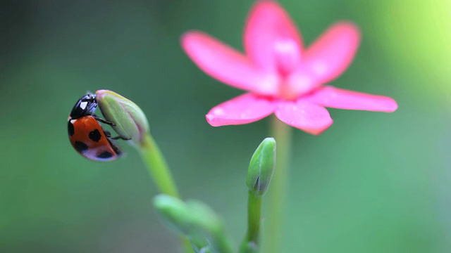 瓢虫(瓢虫)