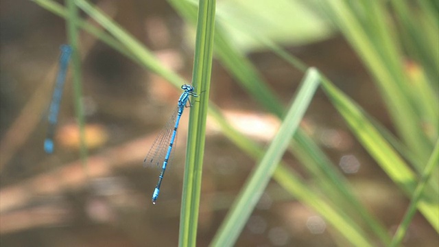 蜻蜓