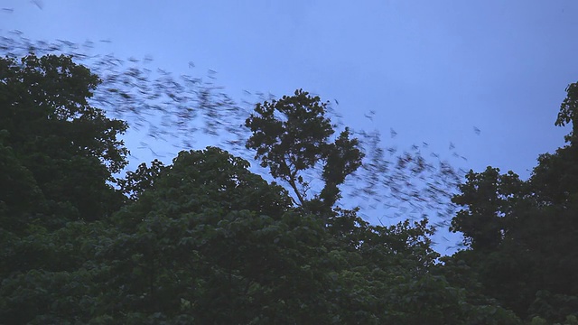 黄昏时，数百万只蝙蝠从洞穴中飞来