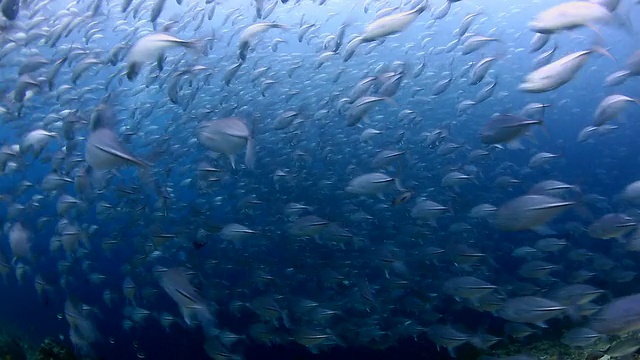 TrevallyJack收盘上涨
