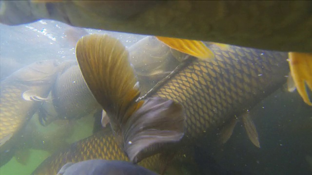 鲤鱼疯狂
