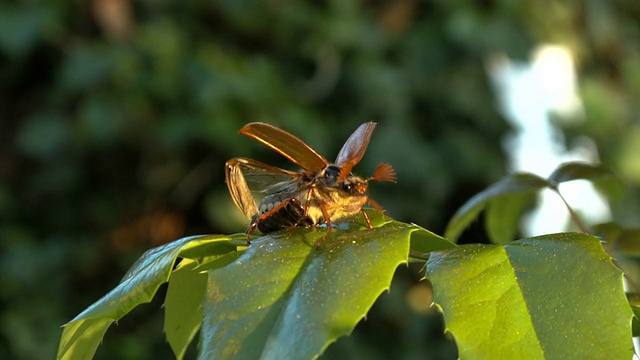 Maikäfer泵和hebt ab -可能bug泵和飞走