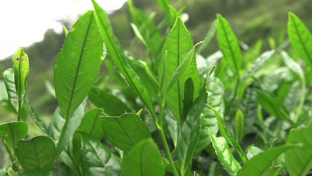 茶叶