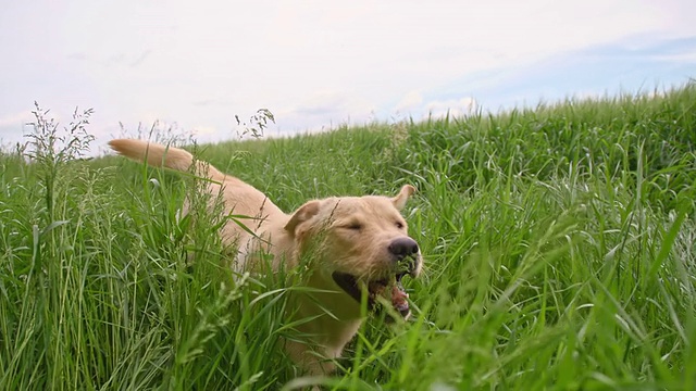 黄色拉布拉多寻回犬在高高的草丛中奔跑
