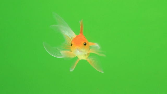 绿屏金鱼
