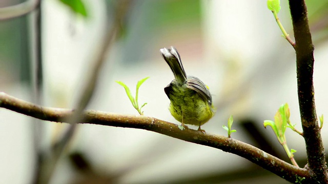 鸟胆小的Fairy-Flycatcher