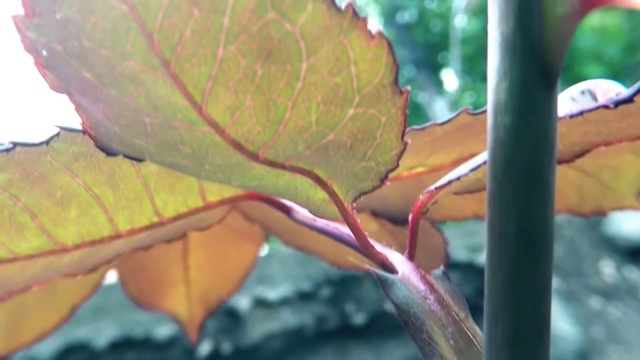 雨中的荆棘玫瑰