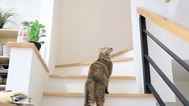 楼梯