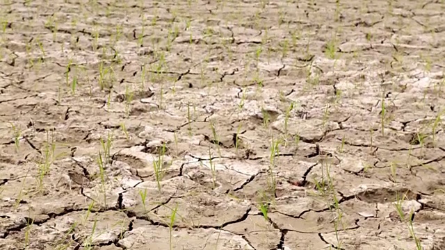 水田，旱地，旱地，天气炎热