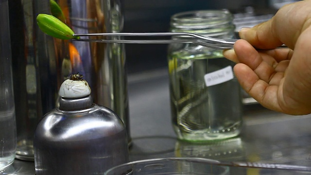 植物组织培养生物技术用巴氏杀菌兰花种子