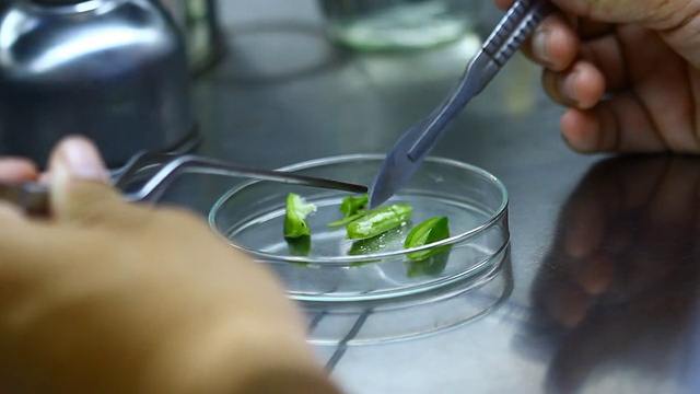 用于植物组织培养的生物技术切片兰花种子