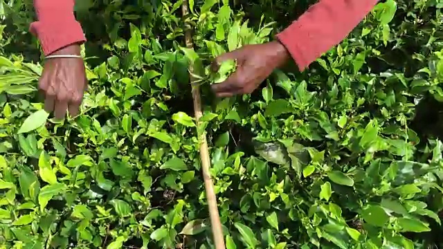 斯里兰卡的妇女在采茶