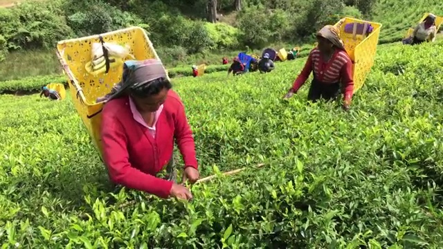 斯里兰卡的妇女在采茶
