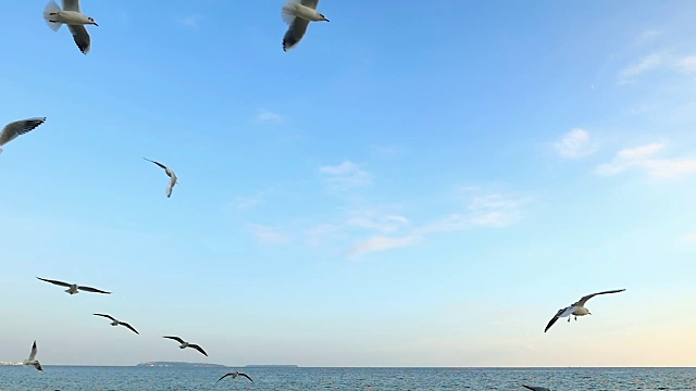 海鸥在海面上飞翔