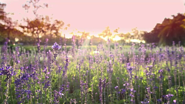 4K公园里的紫花