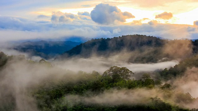 詳情圖-熱帶雨林迷霧重重