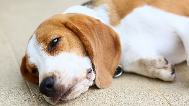 小猎犬好可爱，好困