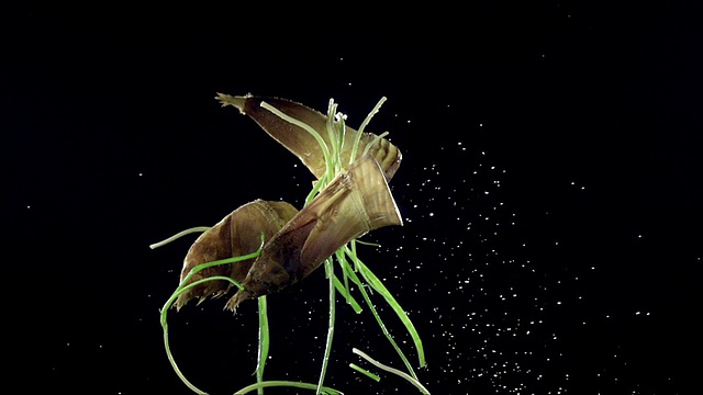 在黑色背景上滚动的蔬菜