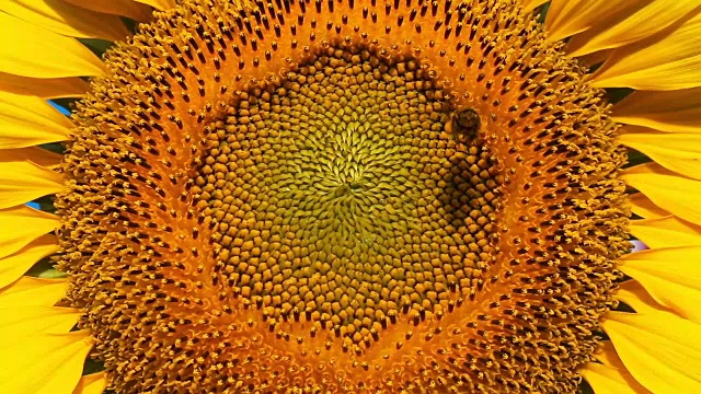 蜜蜂在向日葵