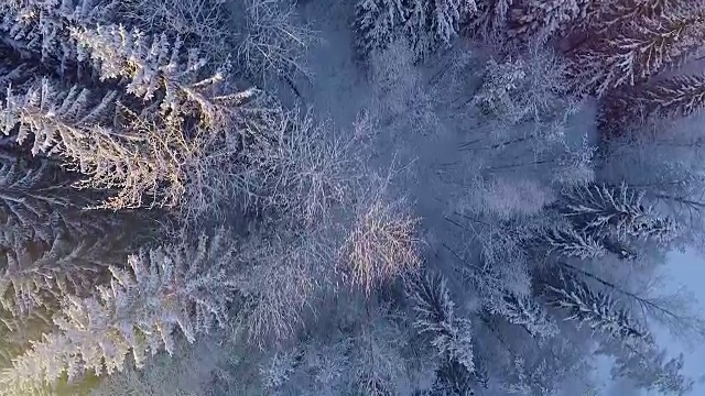 雪地森林的冬季鸟瞰图