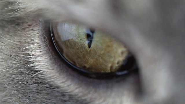 英国短毛猫的眼睛